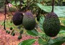 EU REANUDA PARCIALMENTE INSPECCIÓN DE AGUACATE EN MICHOACÁN