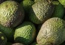 EL 75 % DE LOS EMPAQUES DE AGUACATE EN MICHOACÁN YA ESTÁN HABILITADOS: SADER