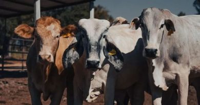 GUSANO BARRENADOR LLEGA A SONORA; SÓLO QUEDAN DOS ESTADOS LIBRES DE PLAGA