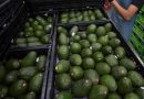HASTA CHINA: LLEGAN AGUACATES AL PAÍS DE ASIA CON EL SELLO DE LA FAMILIA MICHOACANA