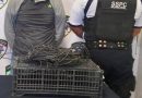 Policía de la Capital detiene a hombre señalado por robo de cableado en Club La Loma