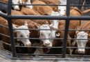 SONORA REANUDA EXPORTACIÓN DE GANADO A ESTADOS UNIDOS