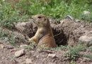 SAN LUIS POTOSÍ SUMA CIENCIA Y EXPERIENCIA PARA PROTEGER SU VIDA SILVESTRE