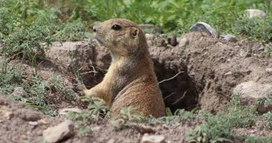 SAN LUIS POTOSÍ SUMA CIENCIA Y EXPERIENCIA PARA PROTEGER SU VIDA SILVESTRE