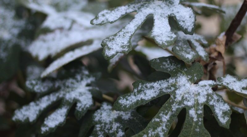 CONAGUA ALERTA POR HELADAS DE HASTA 0 GRADOS EN 7 ESTADOS ESTA SEMANA; REGIONES AFECTADAS