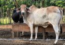 EXPORTACIÓN DE GANADO A EU SE REACTIVA POR AGUA PRIETA: PREVÉN CRUZAR 900 CABEZAS DIARIAS
