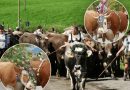LAS VACAS QUE REGRESAN DE LOS ALPES CON CORONAS; ASÍ ES EL VIEHSCHEID