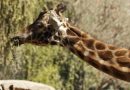 MUERE FORTUNATA, LA JIRAFA MÁS LONGEVA DE CIUDAD DE MÉXICO