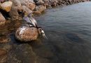 OBSERVATORIO DETECTA OTRO DERRAME DE PETRÓLEO FRENTE A CAMPECHE