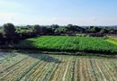 LLUVIAS BENEFICIAN CULTIVOS Y ACTIVIDAD PRODUCTIVA DEL CAMPO POTOSINO