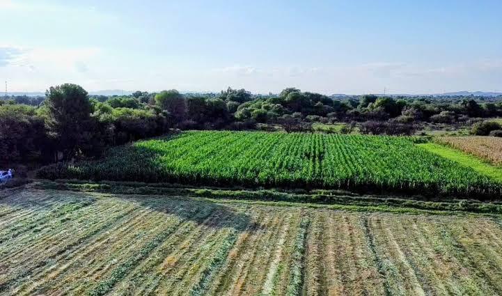 LLUVIAS BENEFICIAN CULTIVOS Y ACTIVIDAD PRODUCTIVA DEL CAMPO POTOSINO