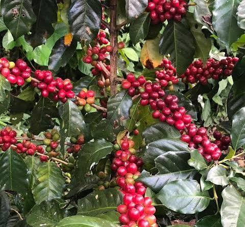 SAN LUIS POTOSÍ SE UBICA ENTRE LOS PRINCIPALES PRODUCTORES DE CAFÉ DEL PAÍS