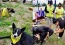Gobireno municipla brinda más de 170 atenciones Bienestar Animal en una semana