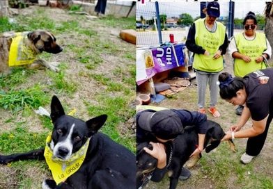 Gobireno municipla brinda más de 170 atenciones Bienestar Animal en una semana