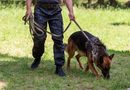 SAN LUIS POTOSÍ COLABORA EN EL ENTRENAMIENTO DE PERROS PARA DETECTAR EL GUSANO BARRENADOR