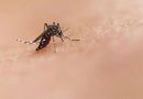 BROTE DE DENGUE EN FLORIDA SE CONVIERTE EN EL MÁS GRANDE EN DÉCADAS EN ESTADOS UNIDOS
