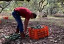 ESCALA CONFLICTO DEL SECTOR AGUACATERO DE MICHOACÁN POR GUSANO BARRENADOR