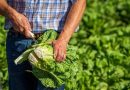 FDA DETECTA CYCLOSPORA EN GRANJA DE LECHUGA EN GUANAJUATO