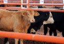 MÉXICO REANUDA EXPORTACIÓN DE GANADO EN PIE A EU TRAS SUSPENSIÓN POR GUSANO BARRENADOR