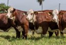MÉXICO RECIBIRÁ CARNE BOVINA DE PARAGUAY